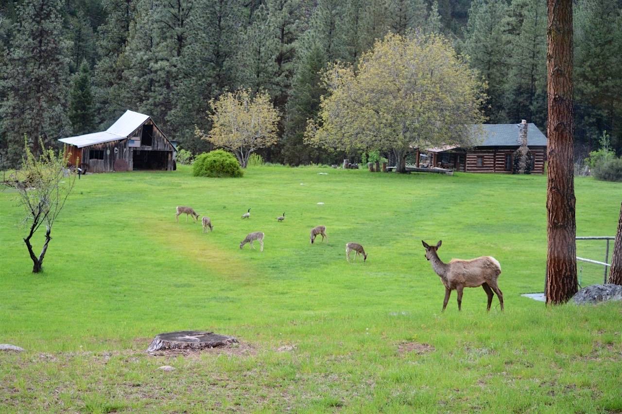 Campbell's Ferry Ranch property picture 8 of 78