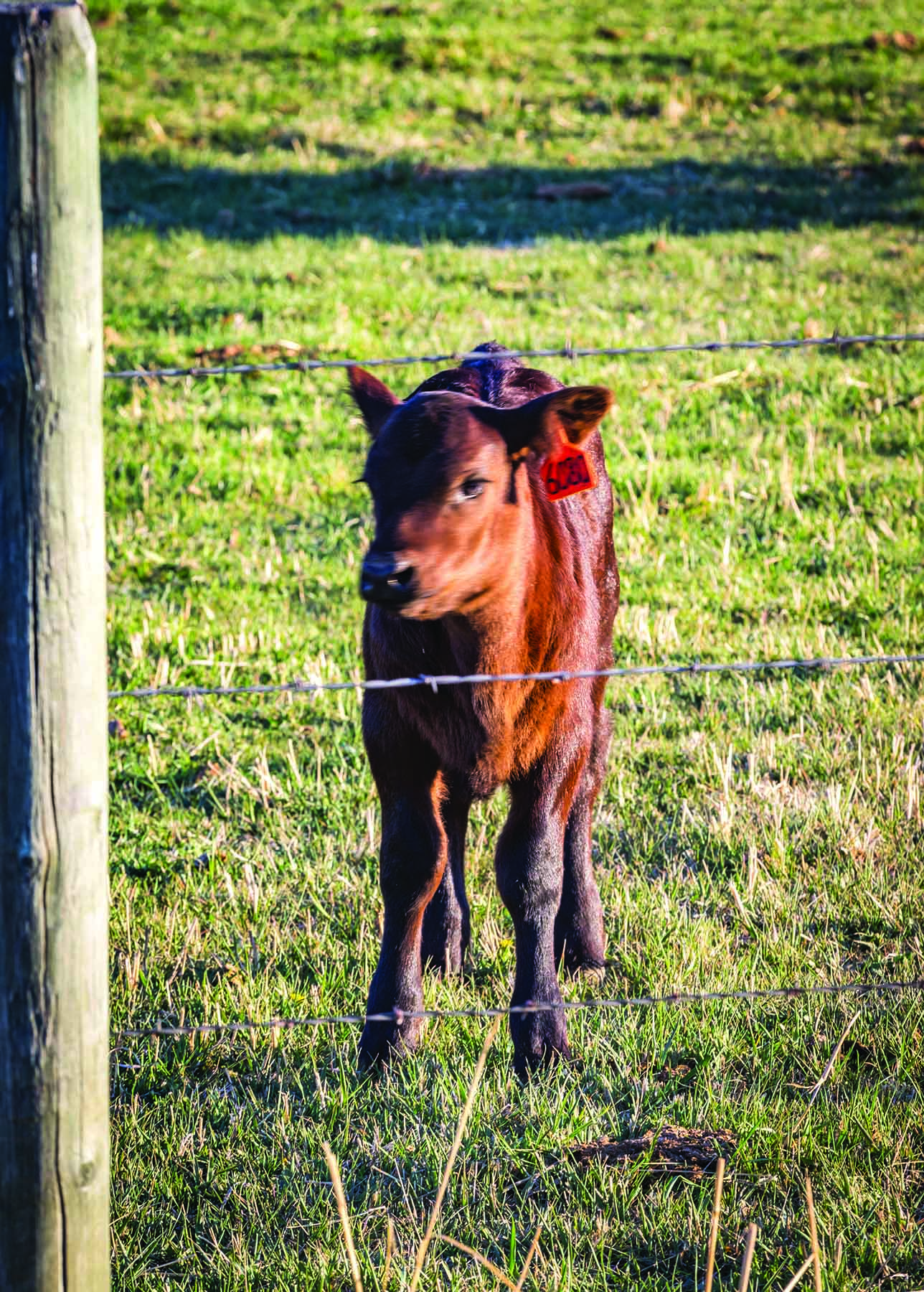 Ruby River Ranch property picture 10 of 25