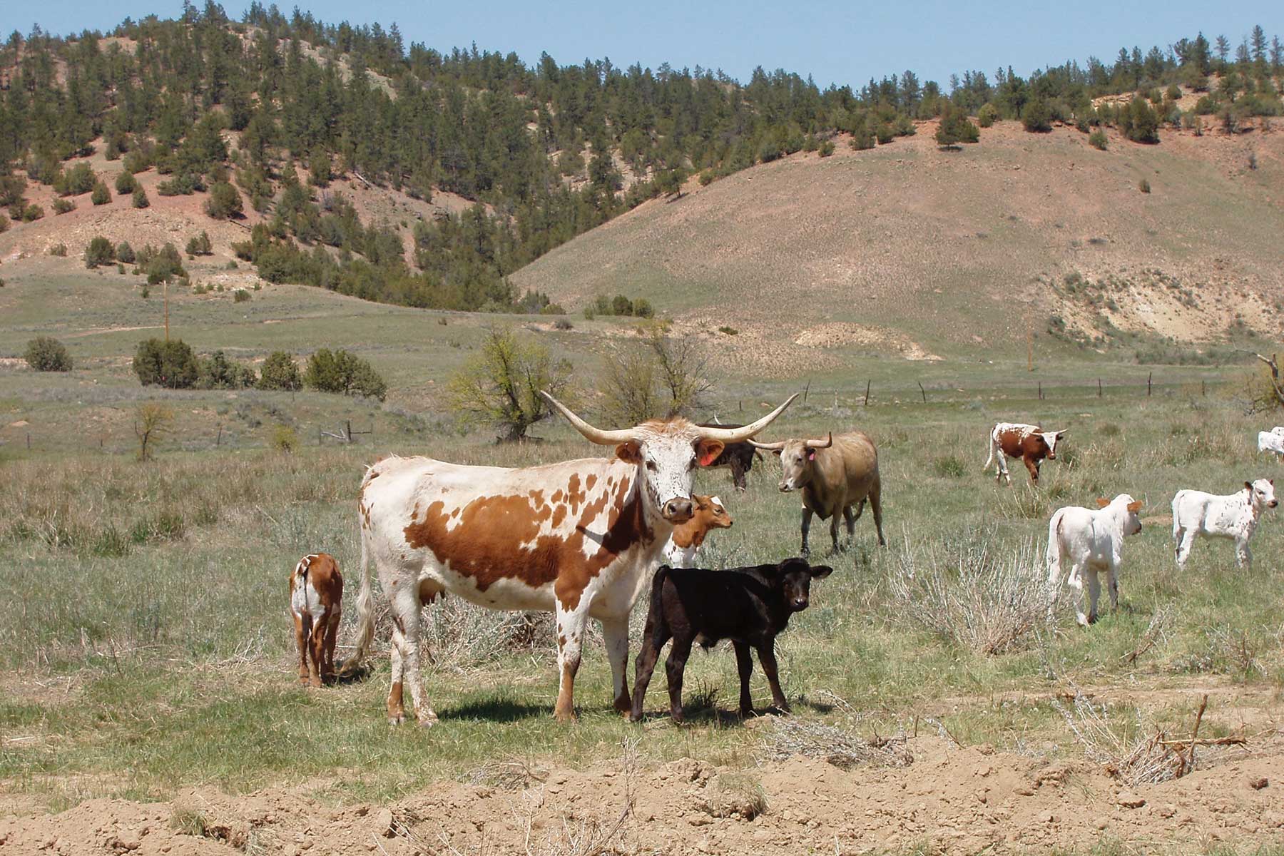 Lazy XY Ranch property picture 25 of 78