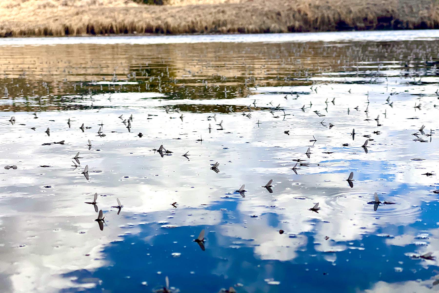 Lazy XY Ranch property picture 39 of 78