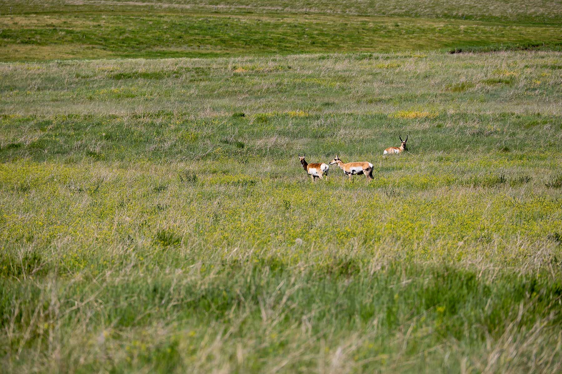 Bismarck Trail Ranch property picture 66 of 121