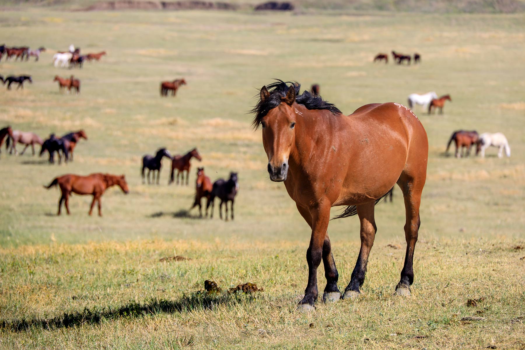 Bismarck Trail Ranch property picture 112 of 121