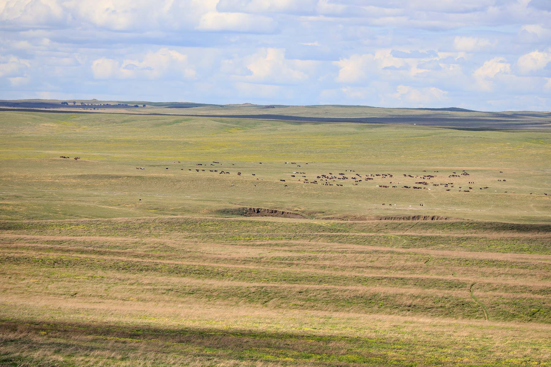 Bismarck Trail Ranch property picture 110 of 121