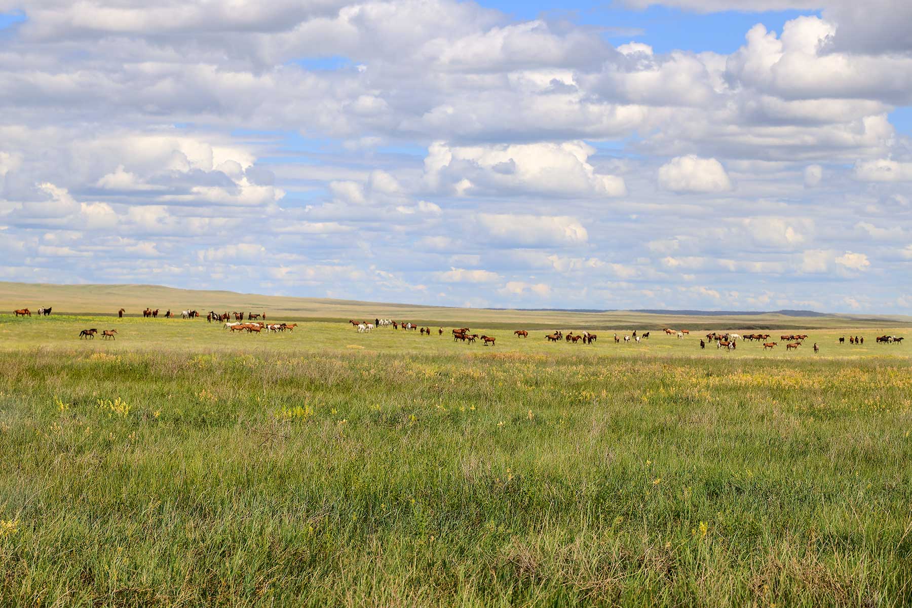 Bismarck Trail Ranch property picture 106 of 121