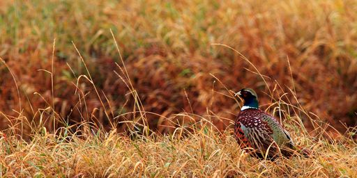 Careless Creek Ranch property picture 18 of 45