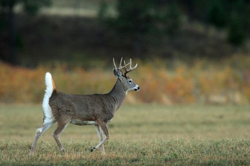 Careless Creek Ranch property picture 10 of 45