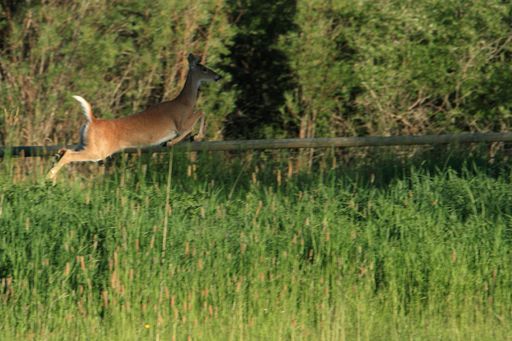 Careless Creek Ranch property picture 22 of 45