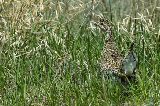 Careless Creek Ranch property picture 14 of 45