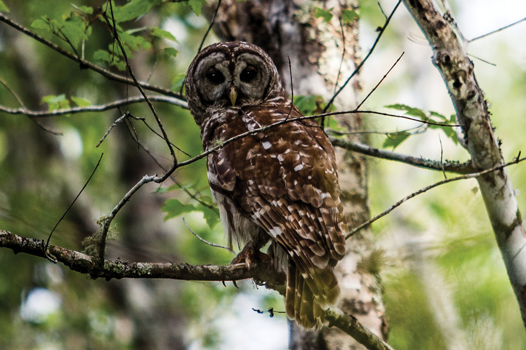 Avalon Timberlands property picture 32 of 68