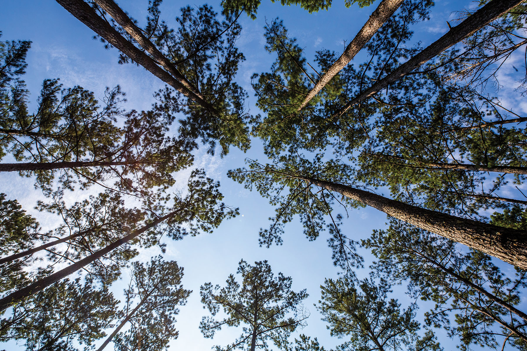 Avalon Timberlands property picture 14 of 68