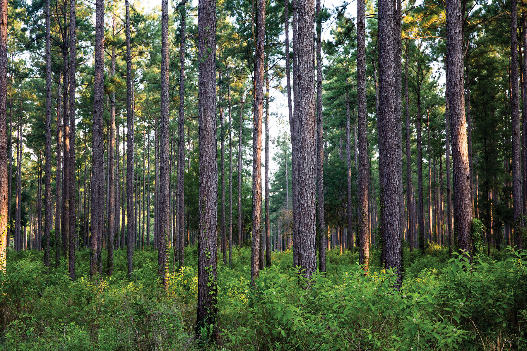 Avalon Timberlands property picture 20 of 68