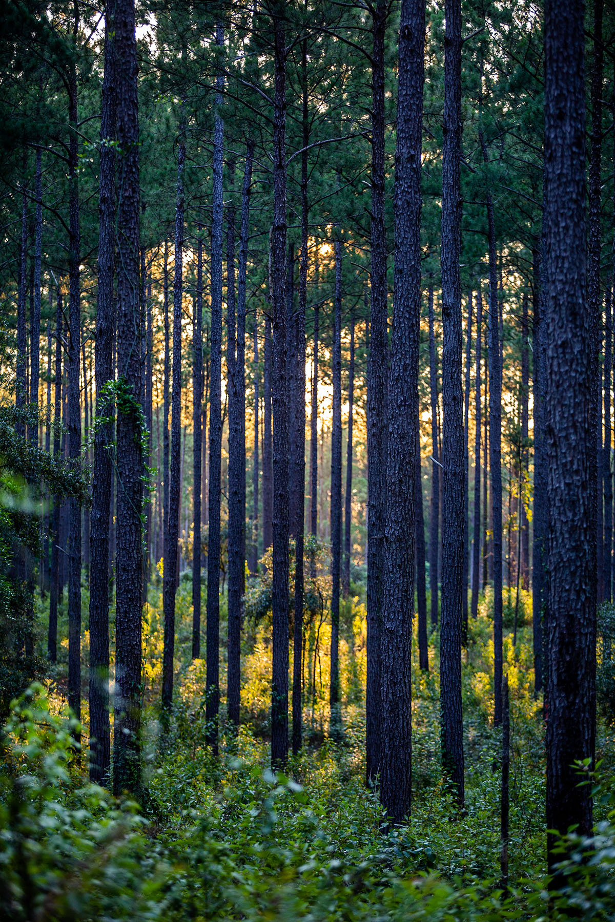 Avalon Timberlands property picture 60 of 68