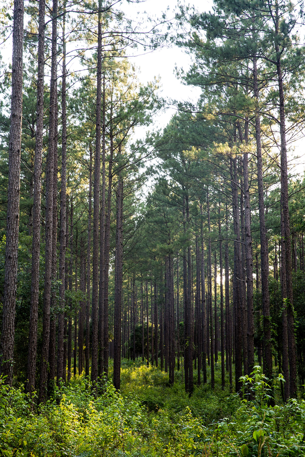 Avalon Timberlands property picture 19 of 68