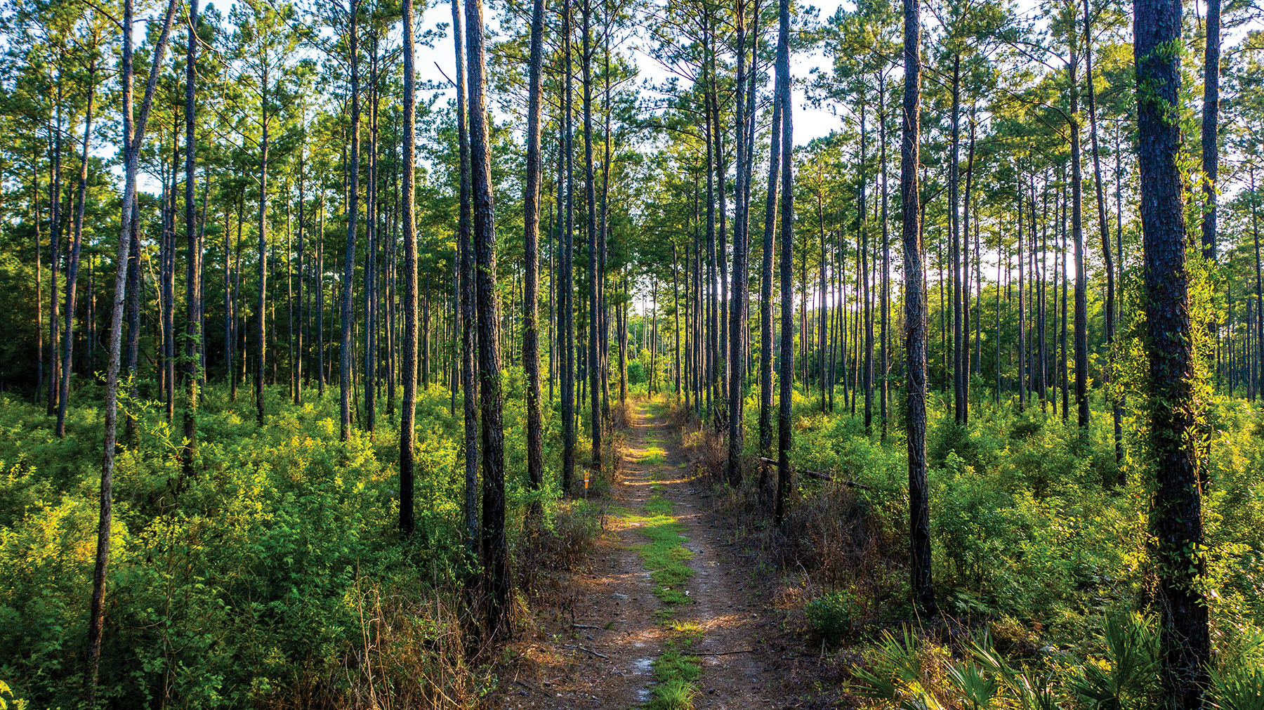 Avalon Timberlands property picture 31 of 68