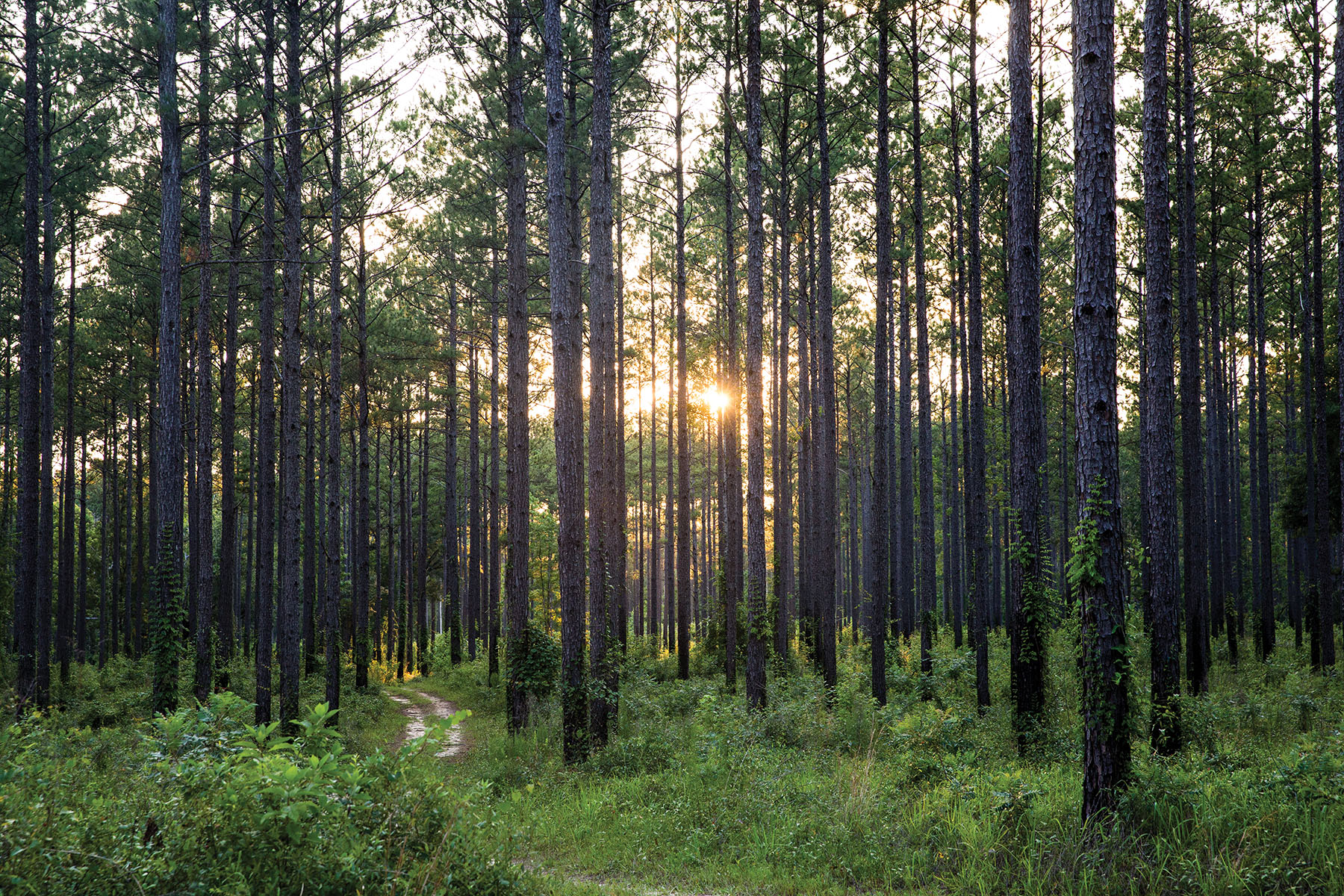 Avalon Timberlands property picture 21 of 68