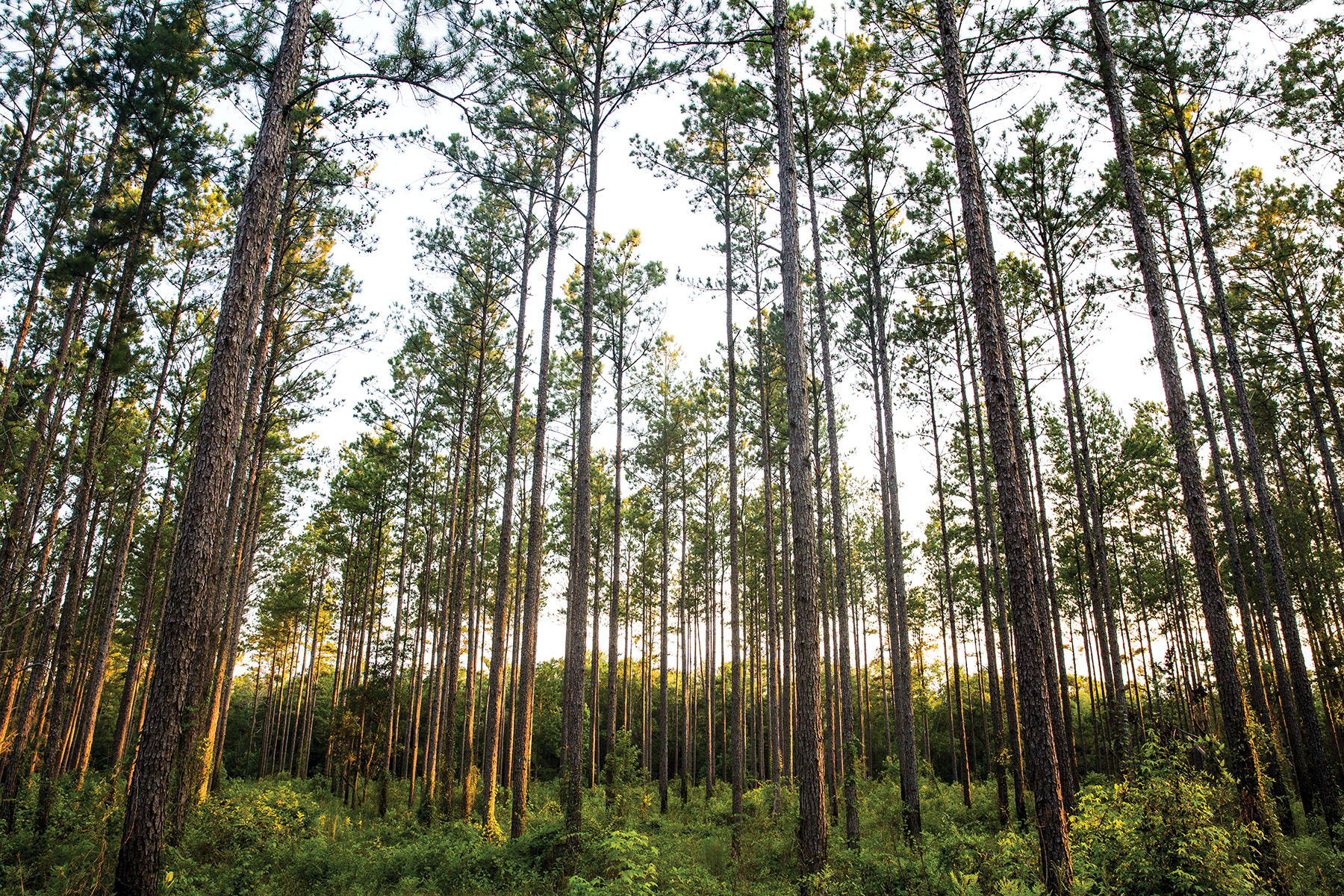 Avalon Timberlands property picture 23 of 68