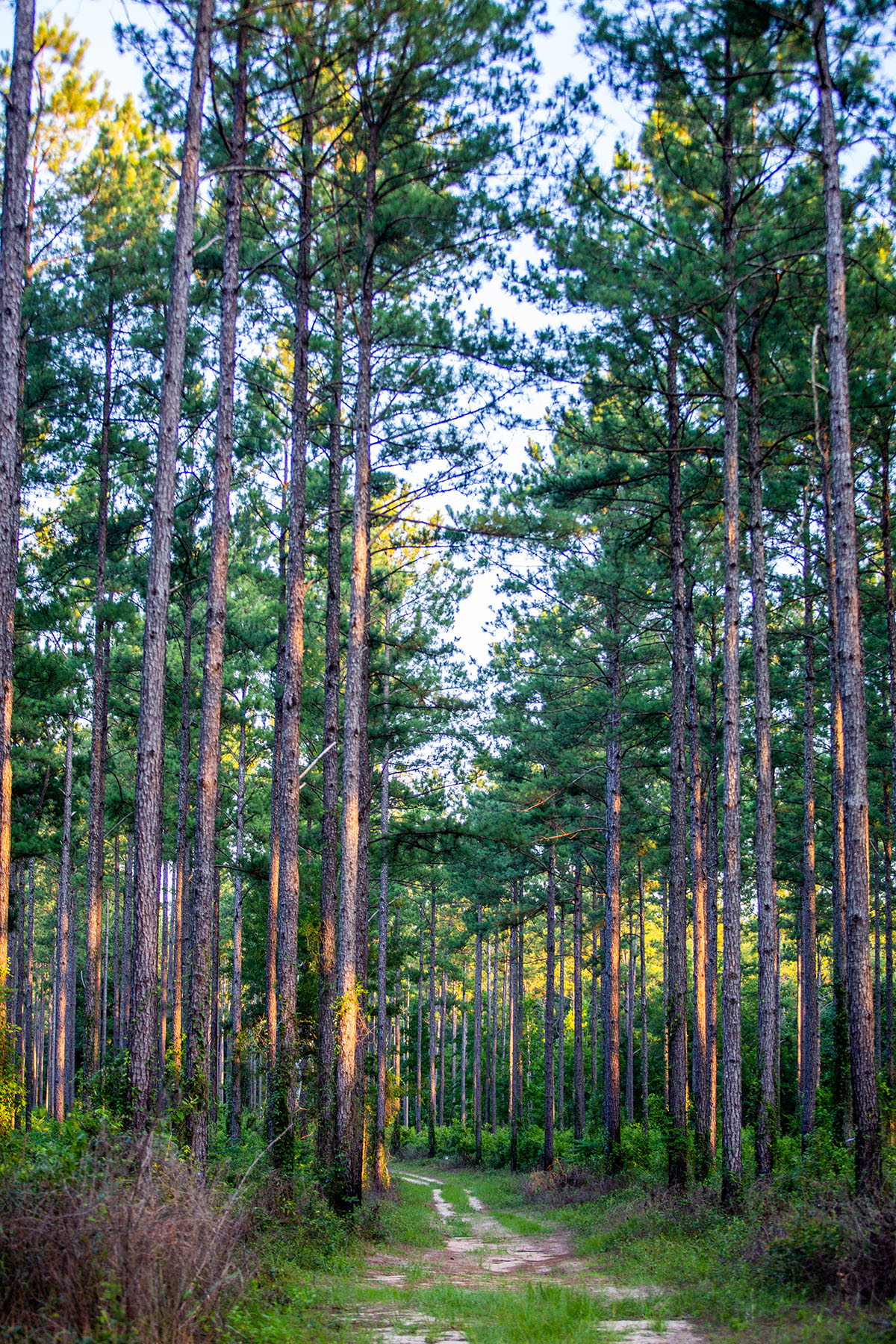 Avalon Timberlands property picture 30 of 68