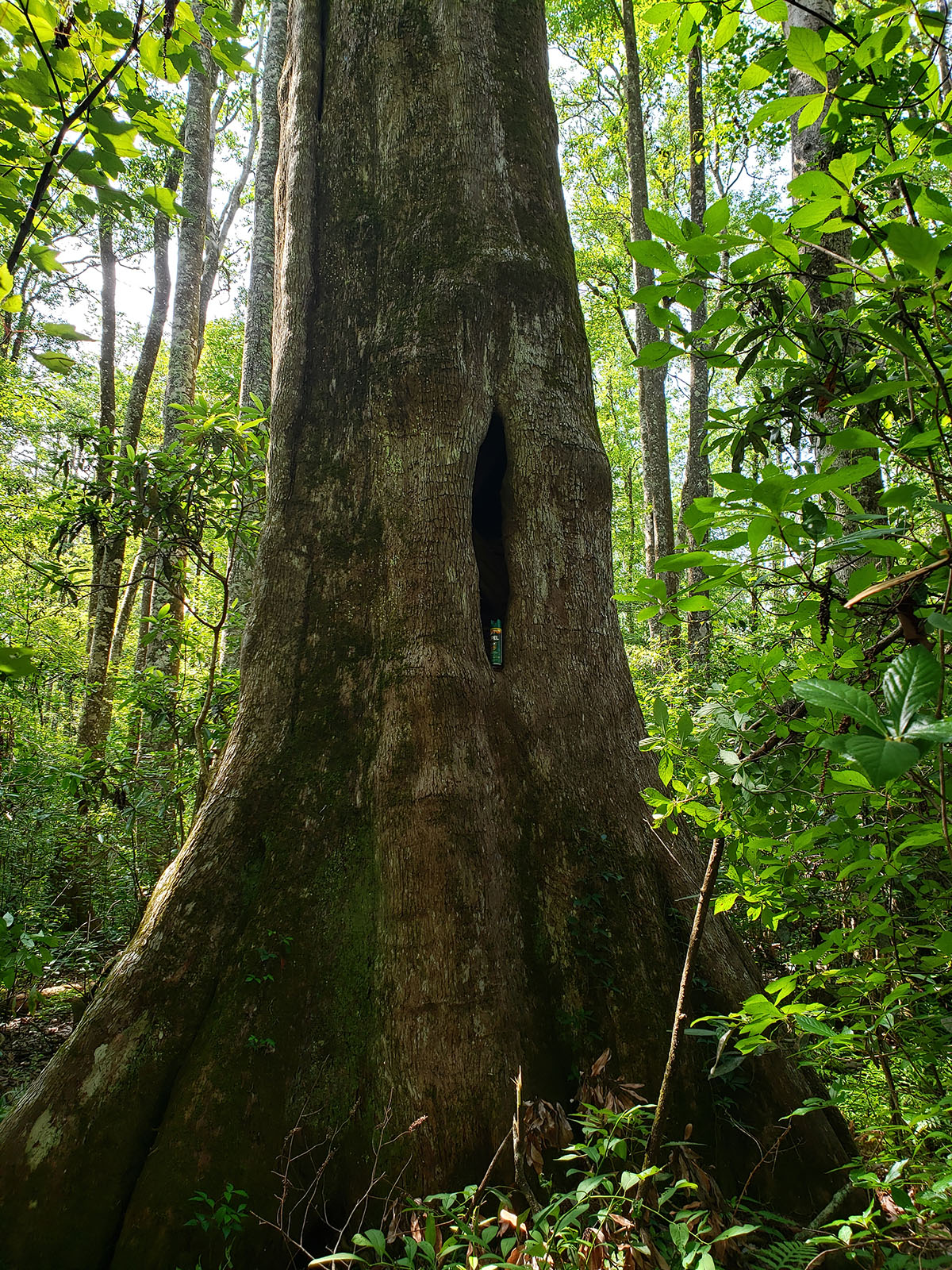 Avalon Timberlands property picture 13 of 68