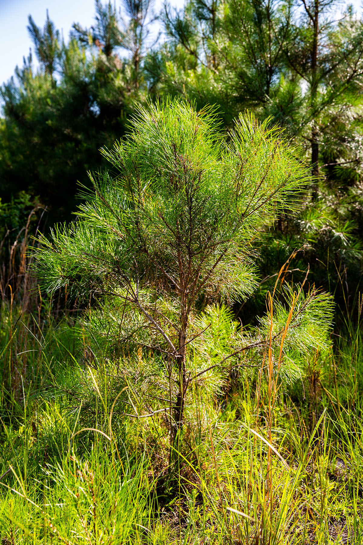 Avalon Timberlands property picture 42 of 68