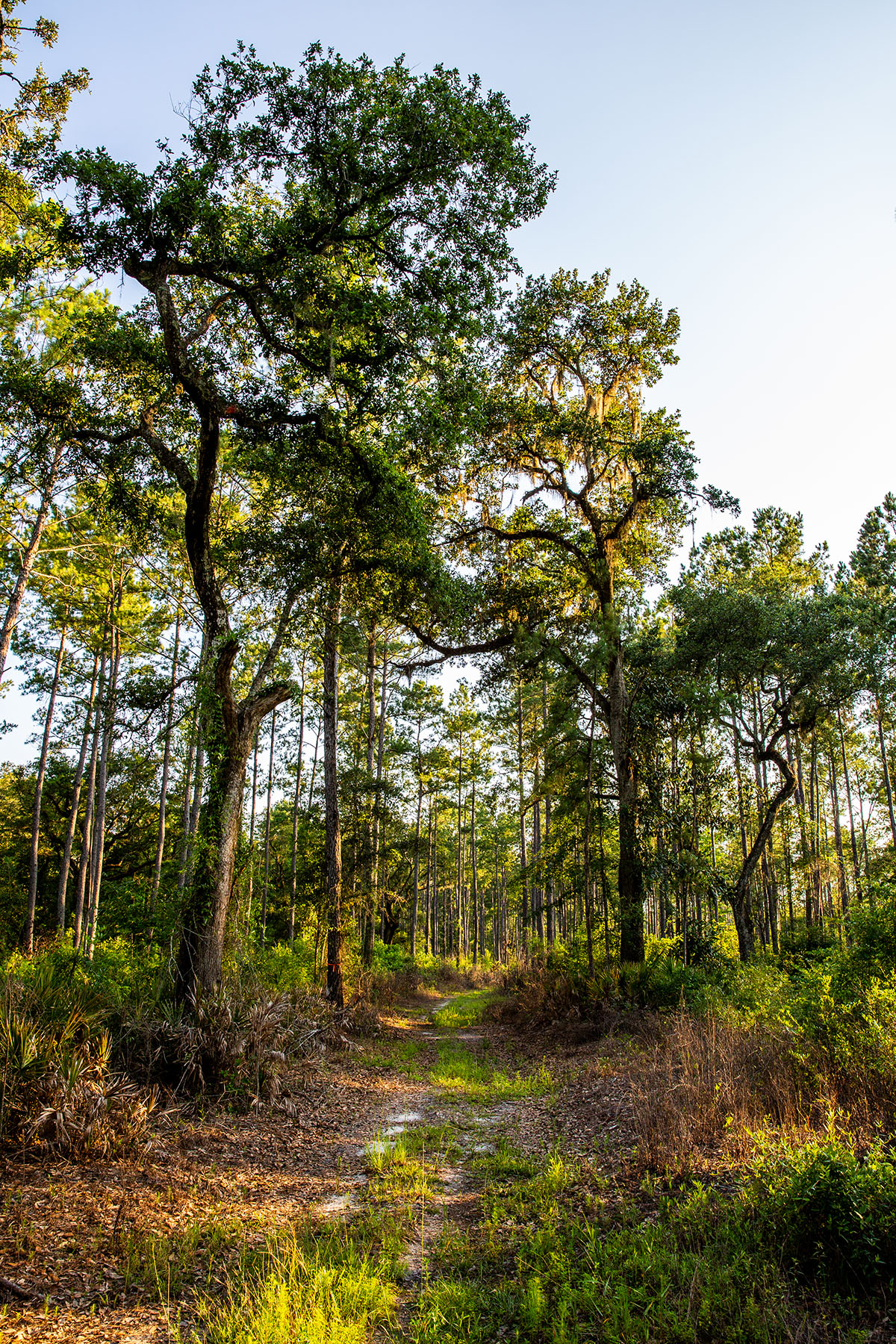 Avalon Timberlands property picture 44 of 68