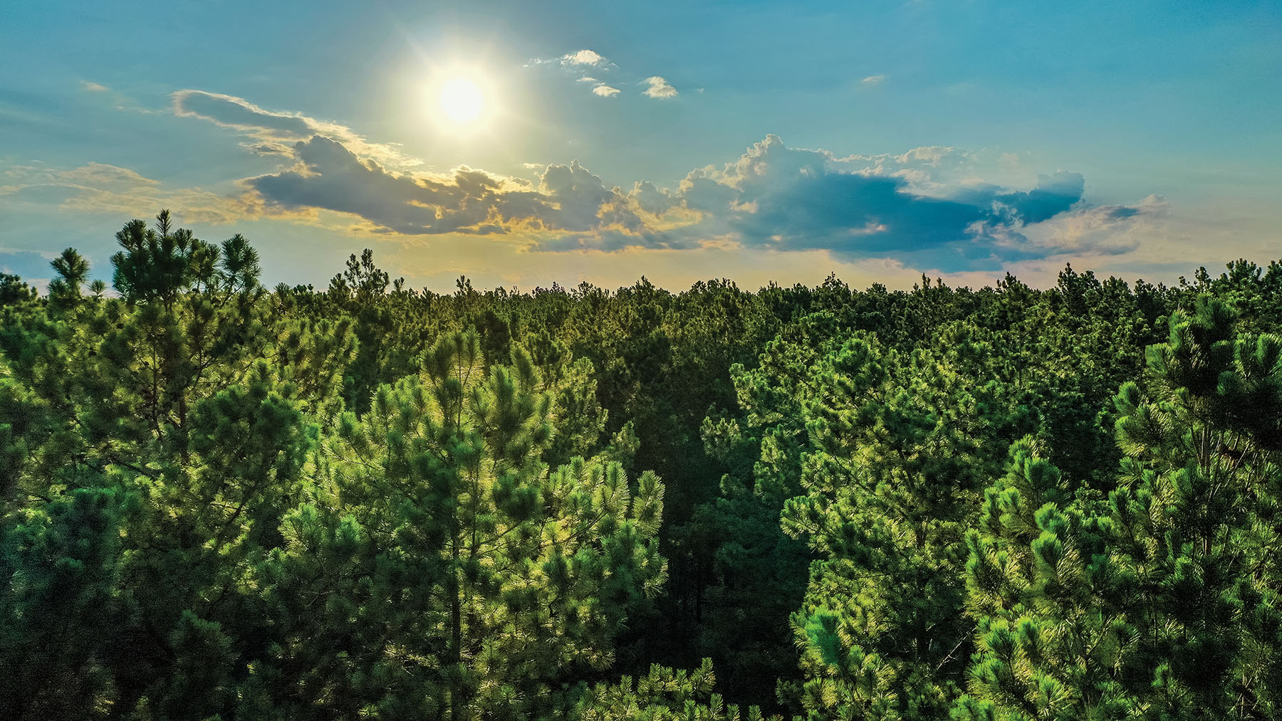 Avalon Timberlands property picture 16 of 68