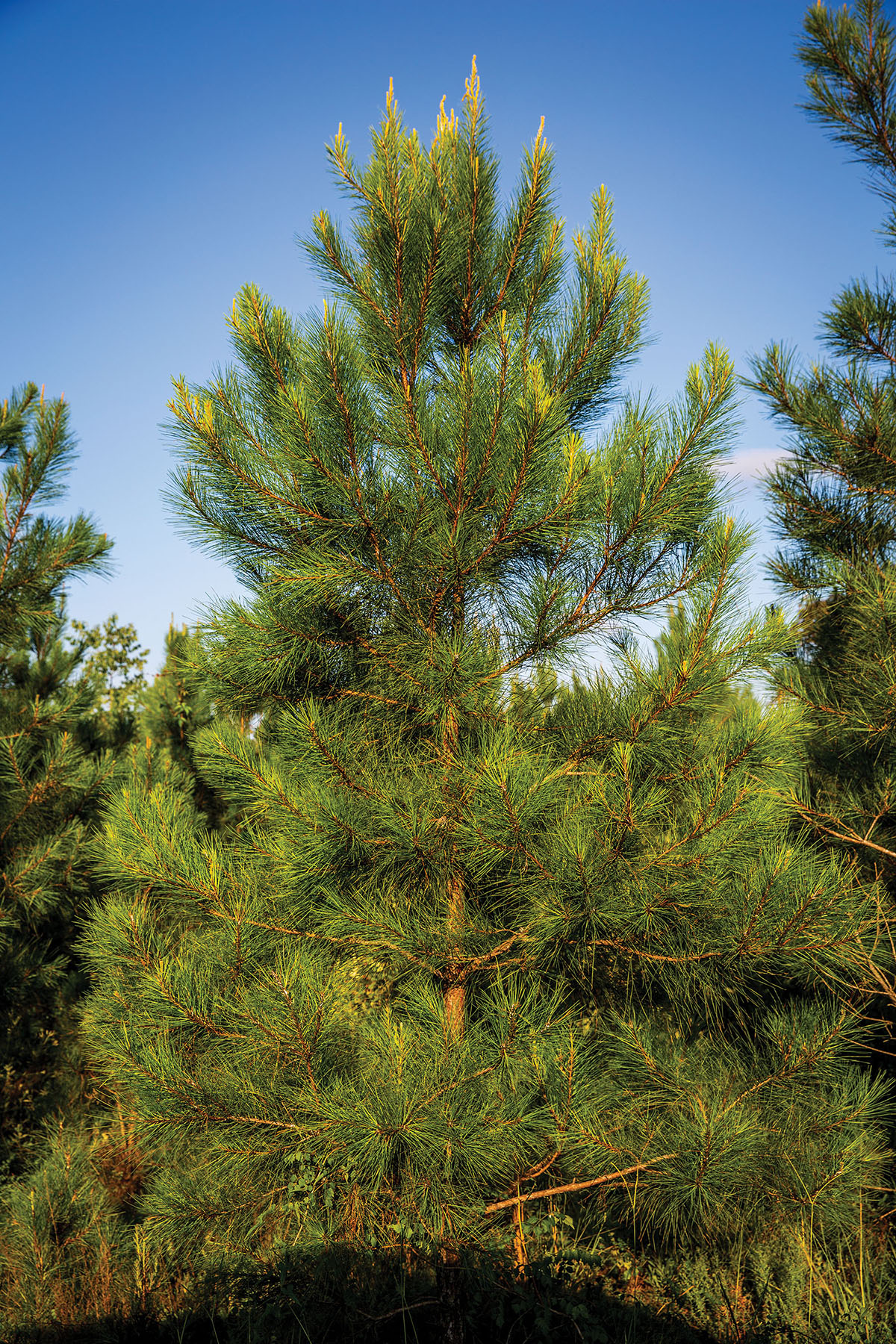 Avalon Timberlands property picture 6 of 68