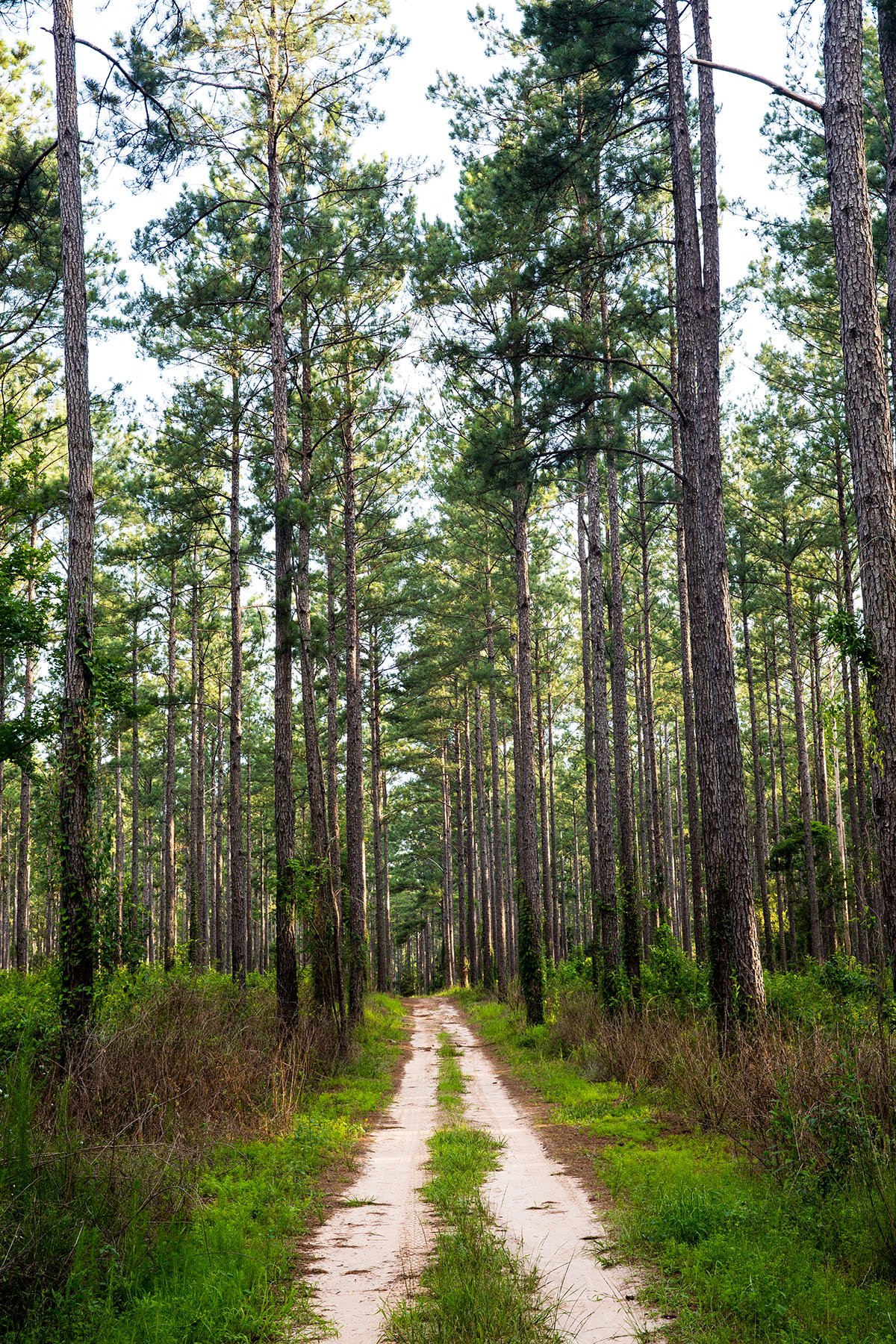 Avalon Timberlands property picture 5 of 68