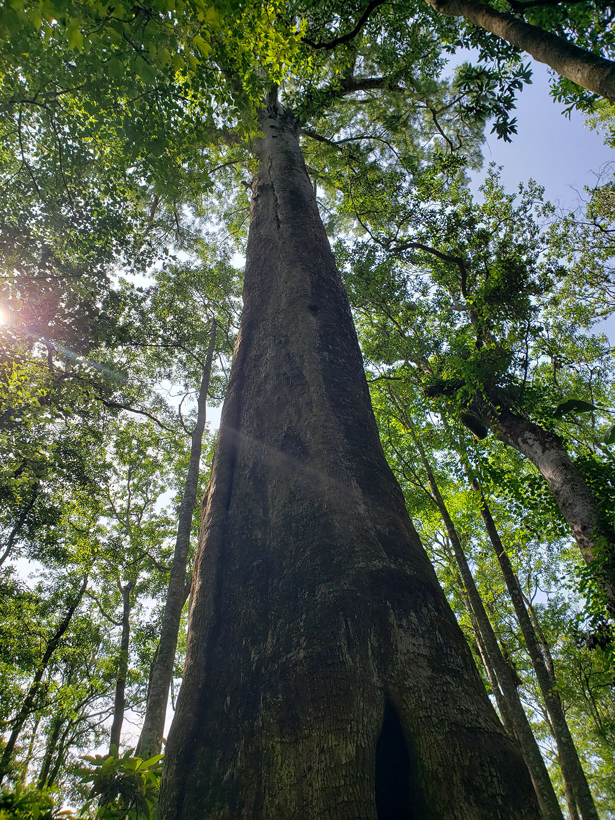 Avalon Timberlands property picture 11 of 68