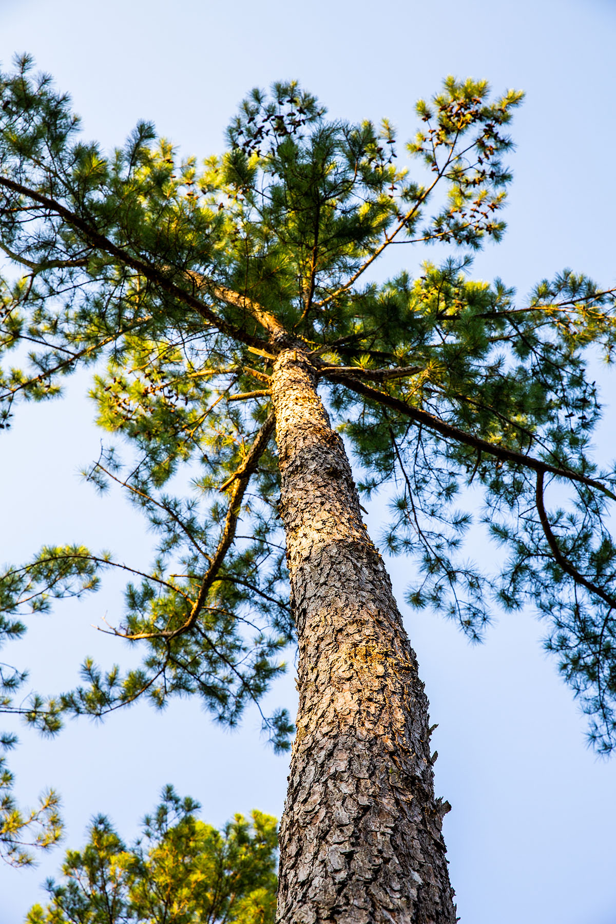 Avalon Timberlands property picture 45 of 68