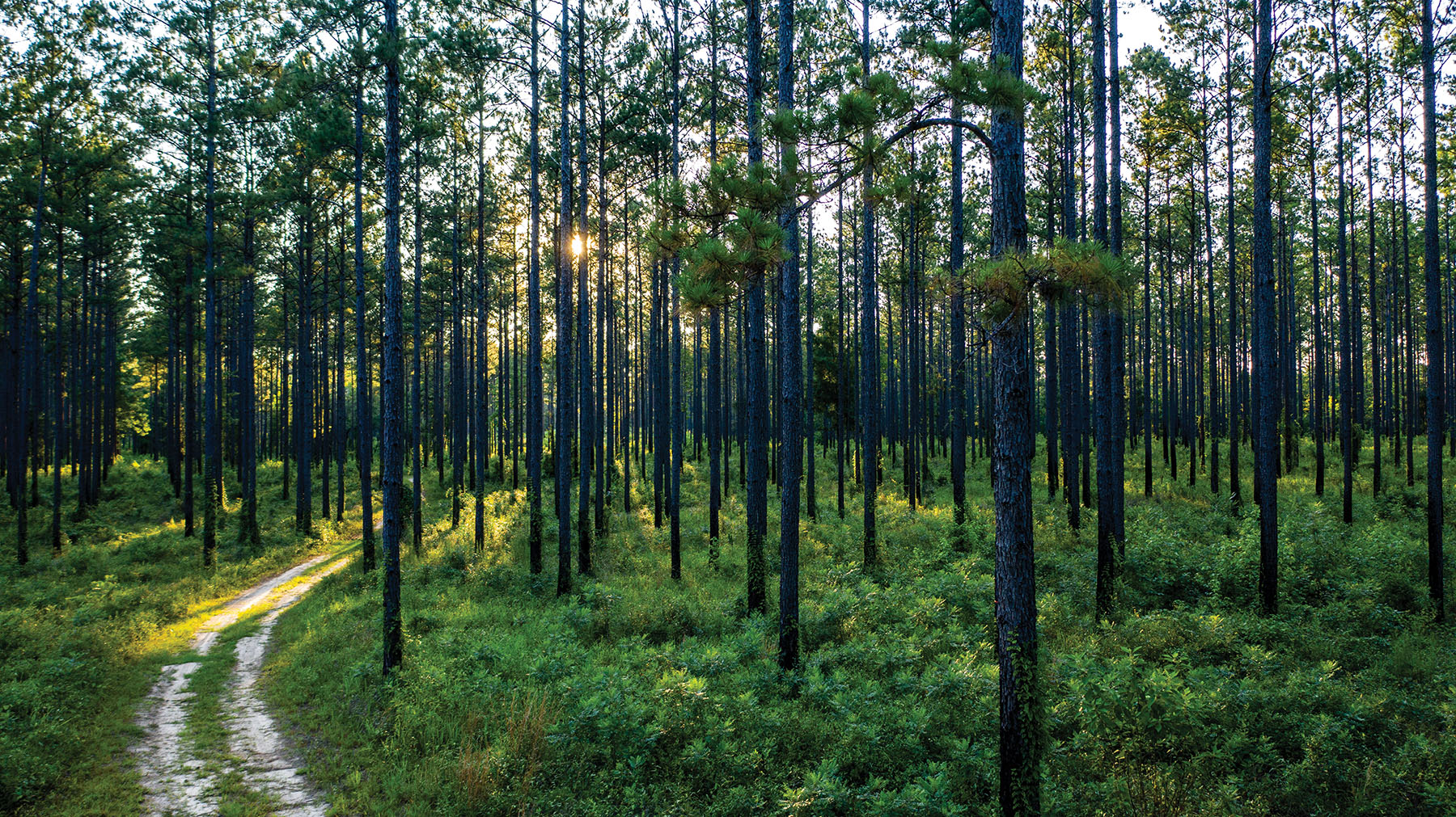 Avalon Timberlands property picture 3 of 68