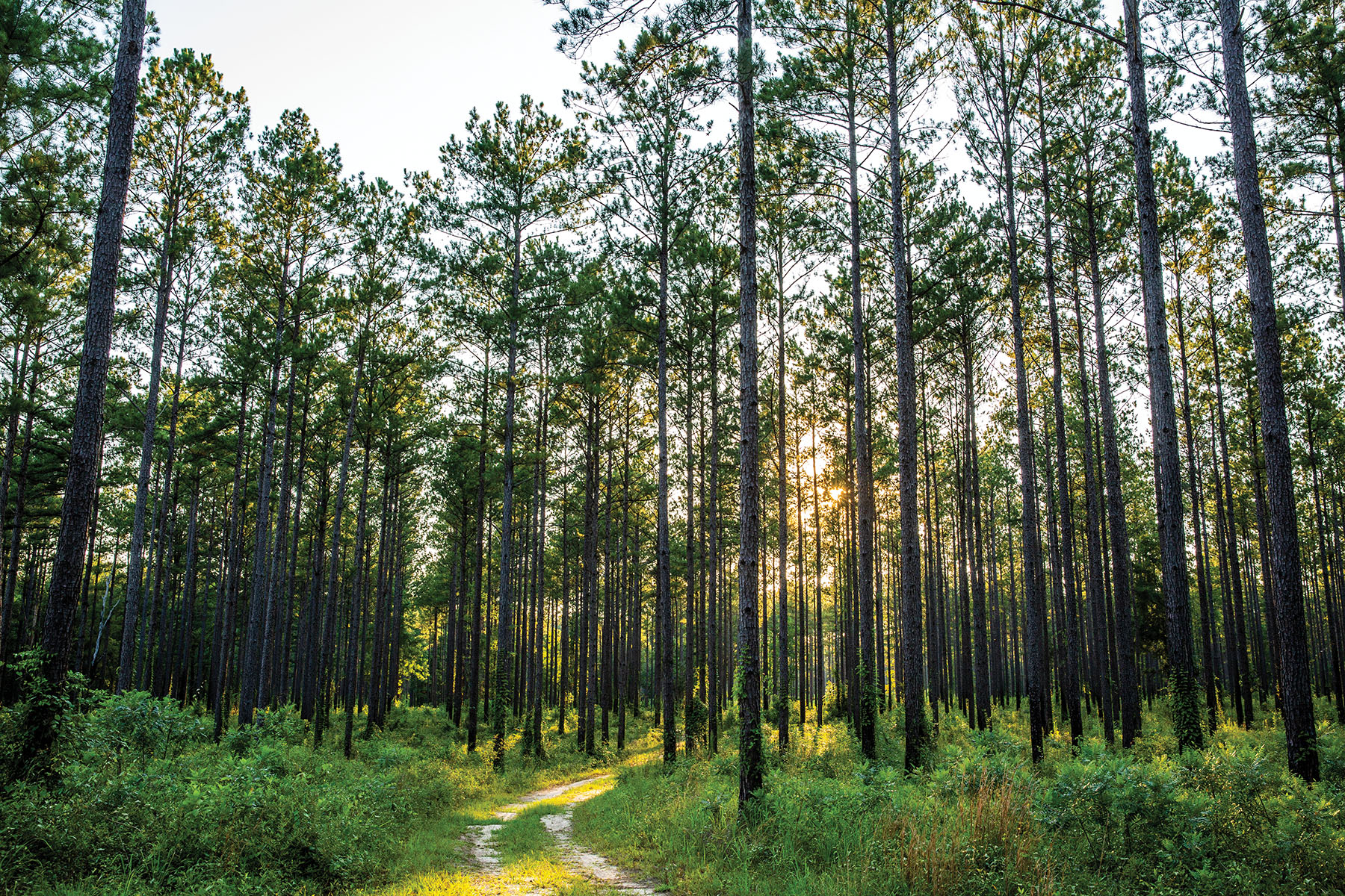 Avalon Timberlands property picture 59 of 68