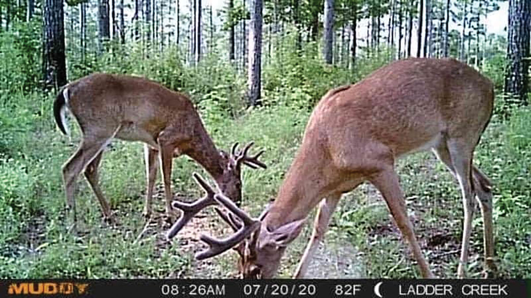 Avalon Timberlands property picture 46 of 68