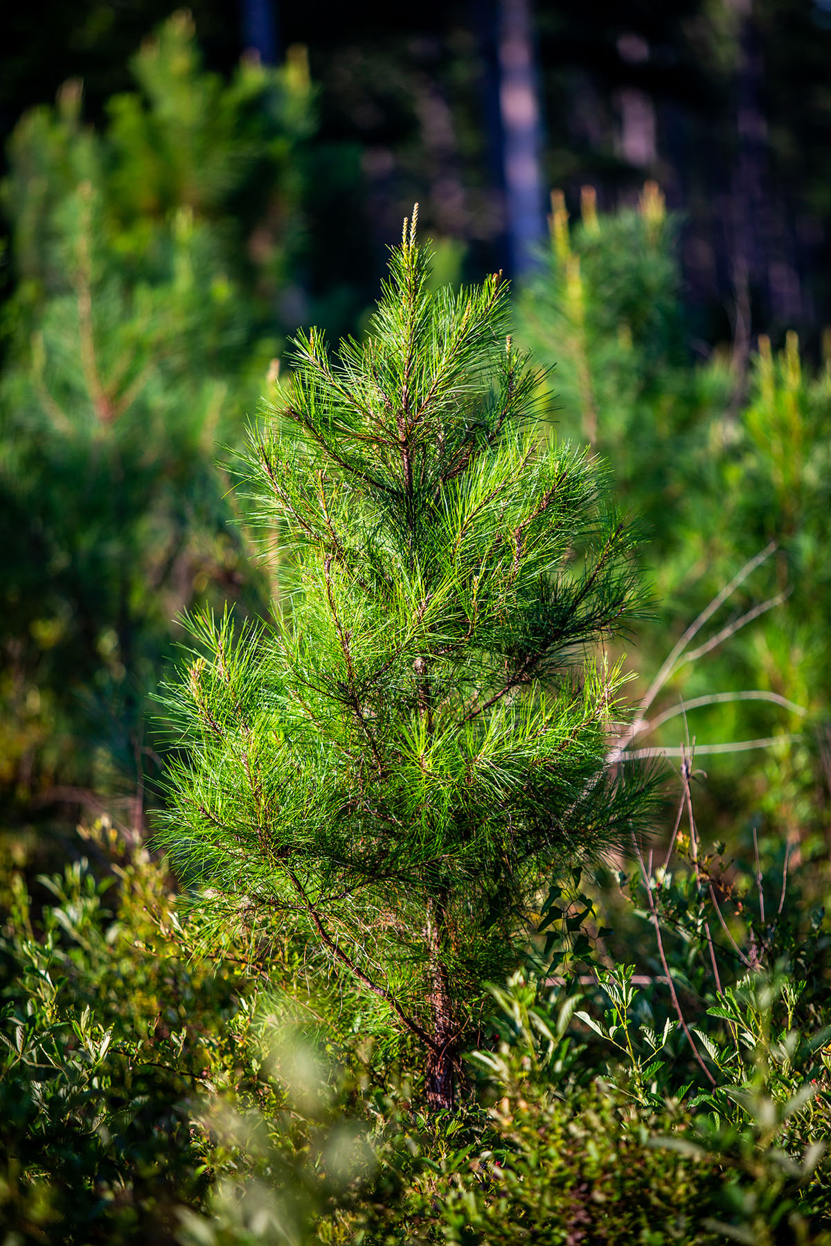 Avalon Timberlands property picture 7 of 68