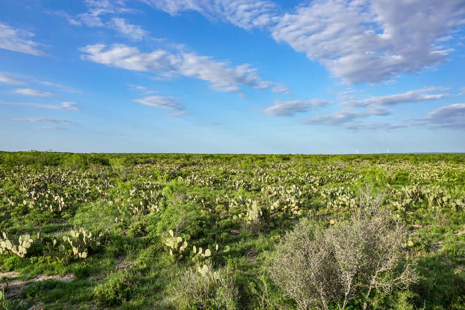 Mi Cancion Ranch property picture 40 of 49