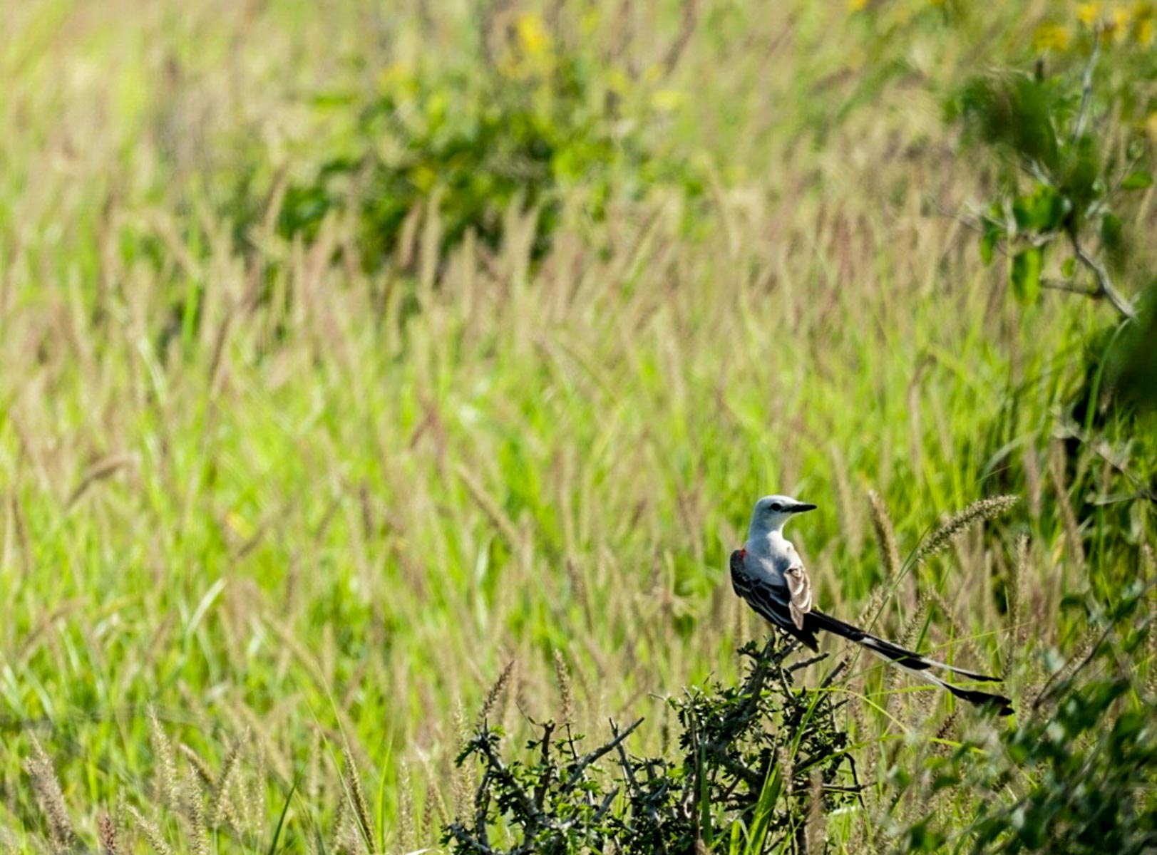 Mi Cancion Ranch property picture 9 of 49