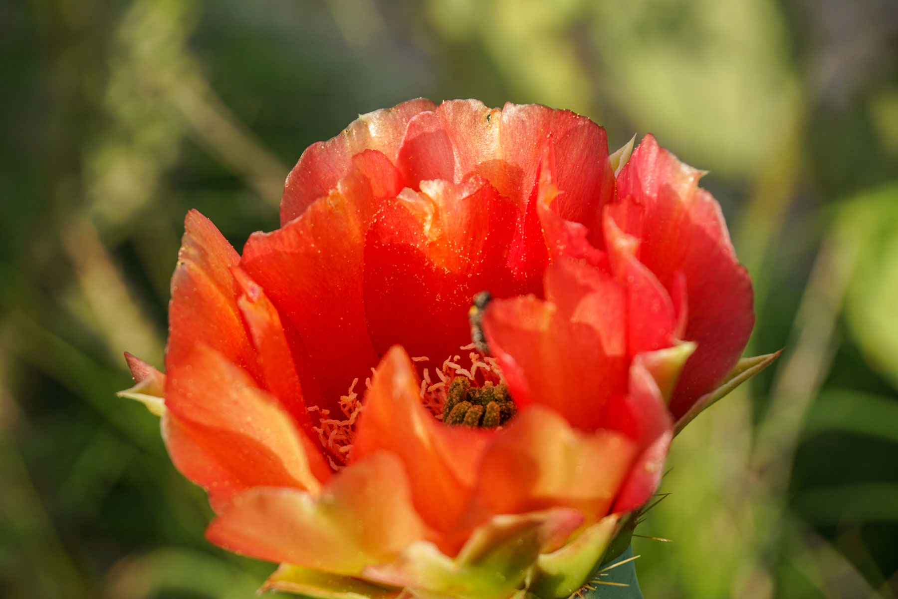 Mi Cancion Ranch property picture 32 of 49