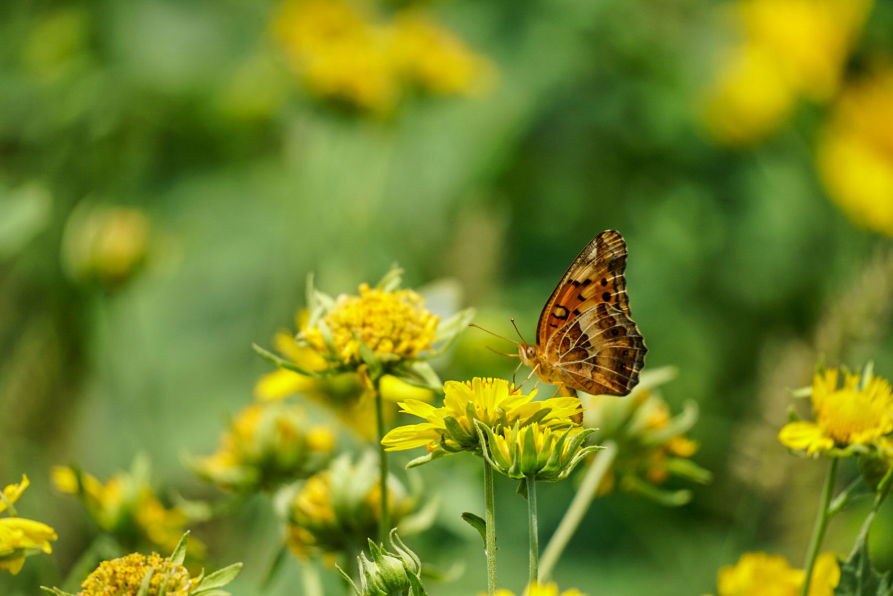 Mi Cancion Ranch property picture 8 of 49