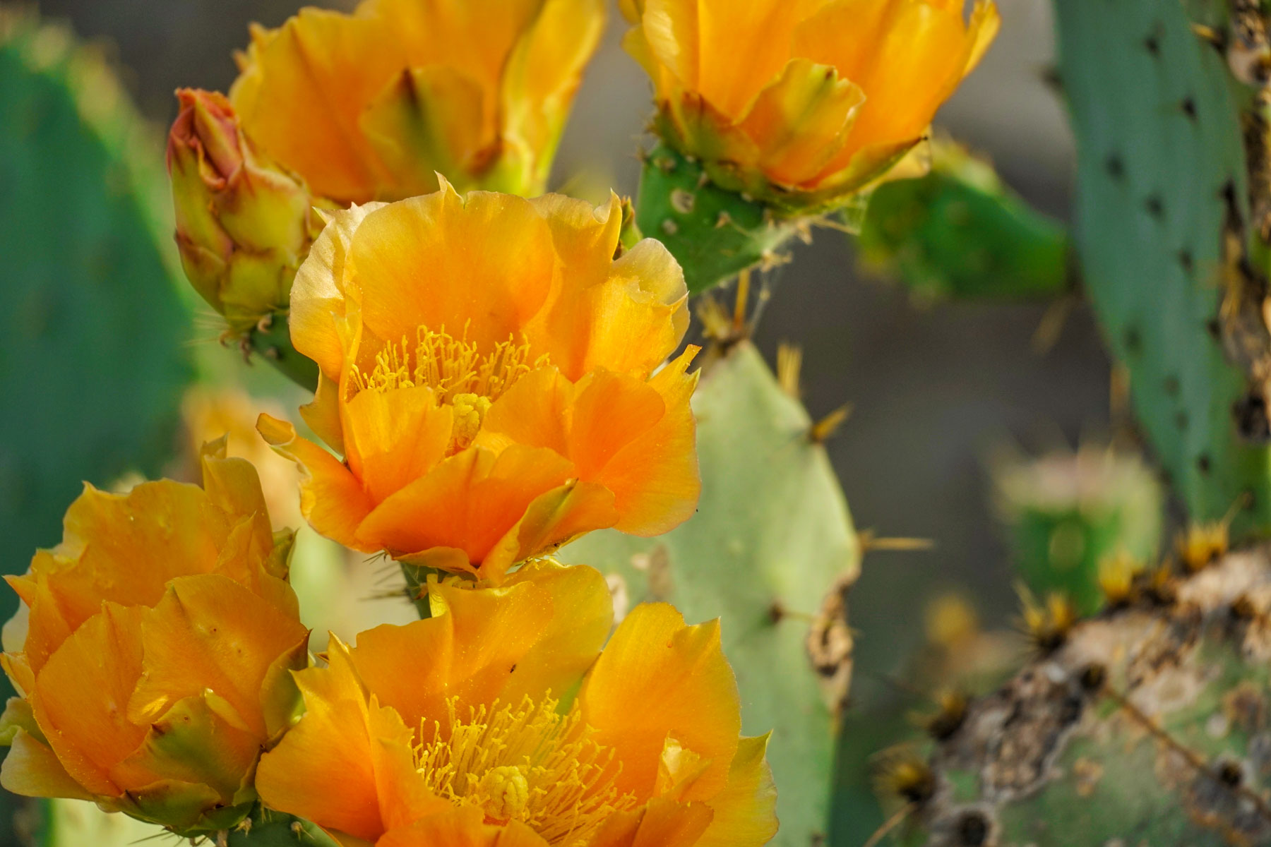 Mi Cancion Ranch property picture 7 of 49