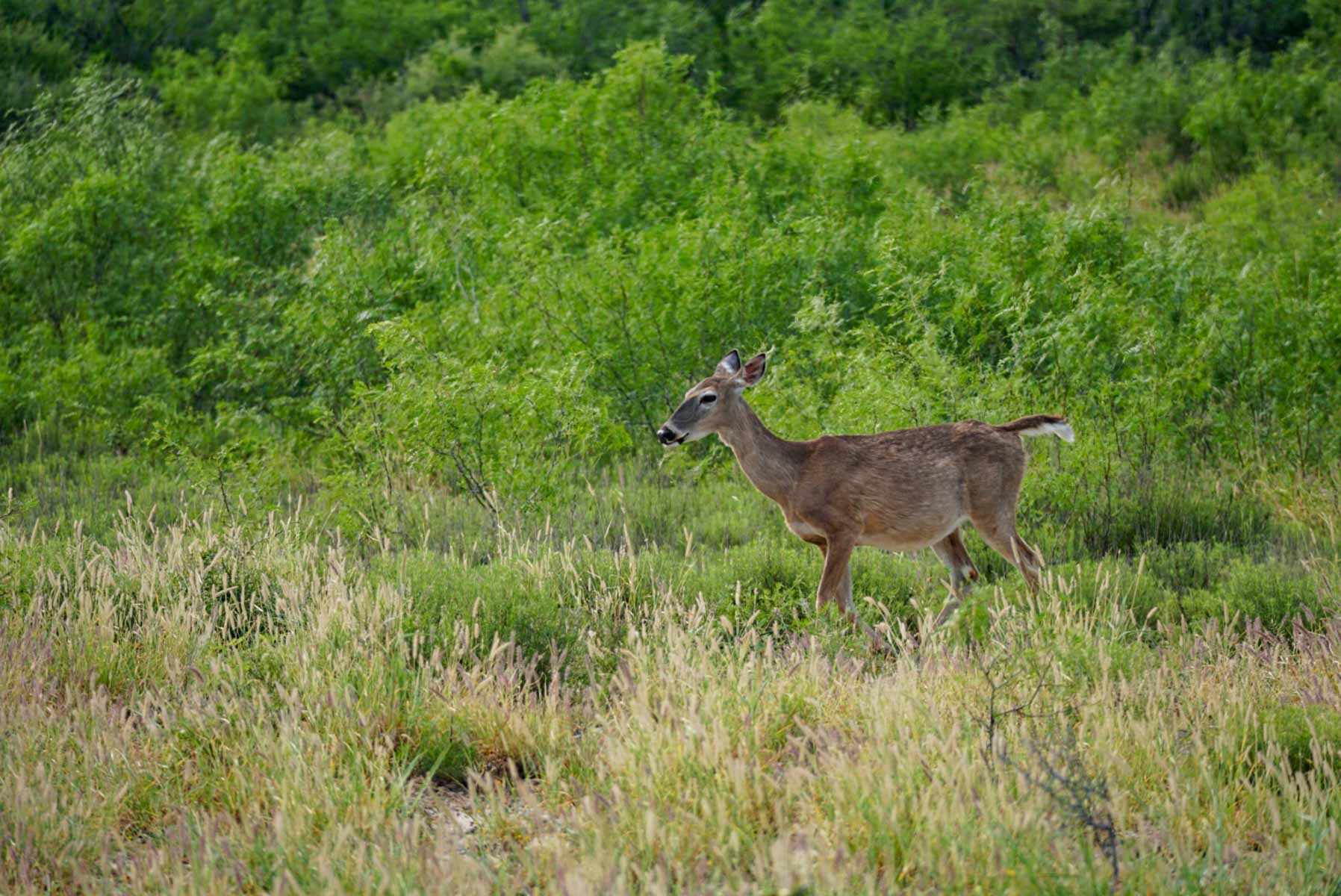 Mi Cancion Ranch property picture 10 of 49
