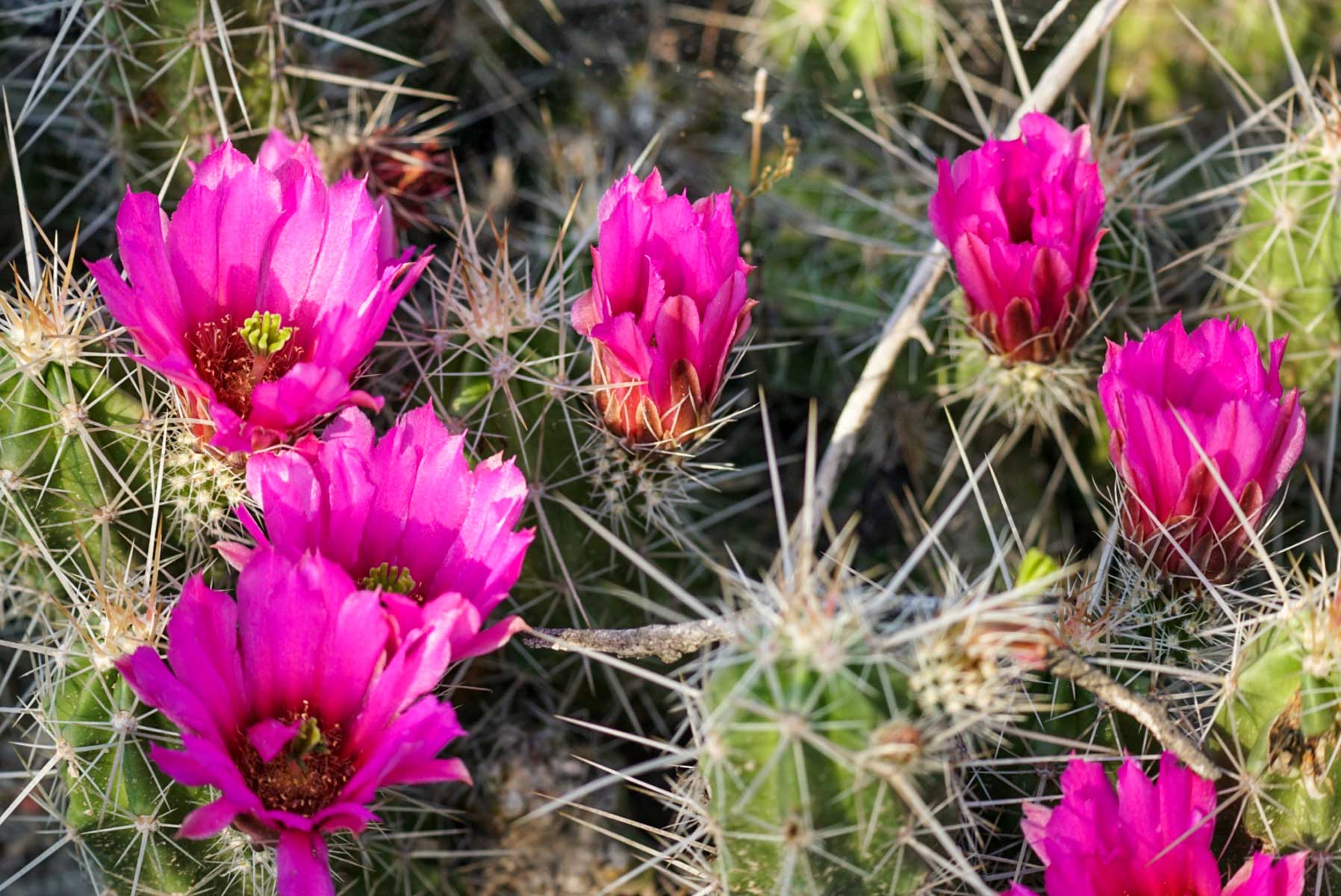 Mi Cancion Ranch property picture 6 of 49