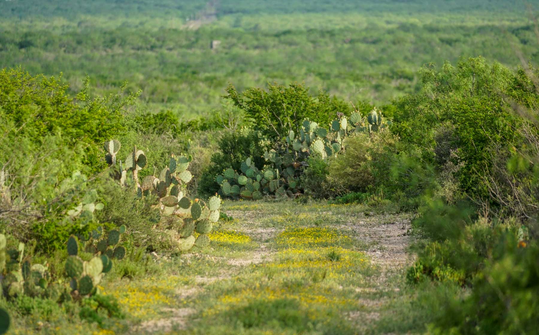 Mi Cancion Ranch property picture 3 of 49