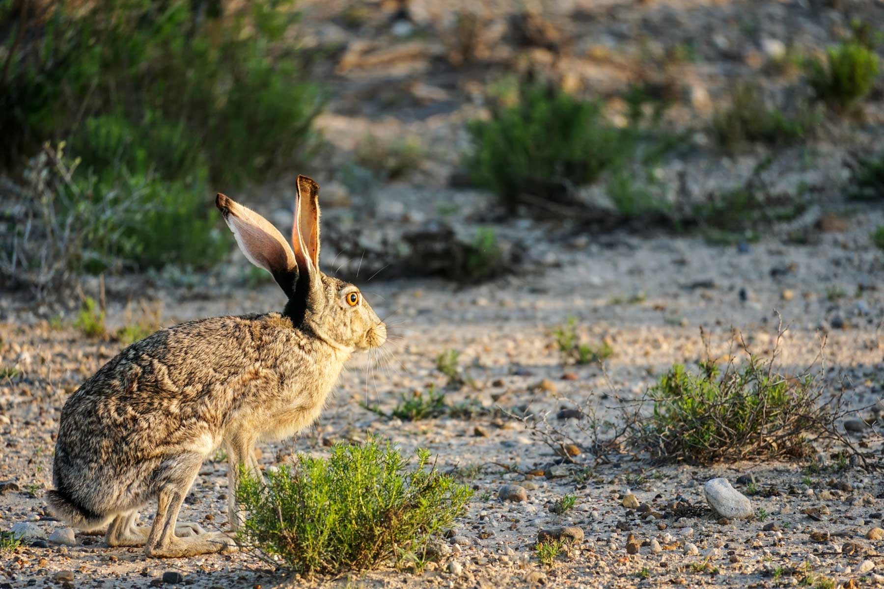 Mi Cancion Ranch property picture 49 of 49