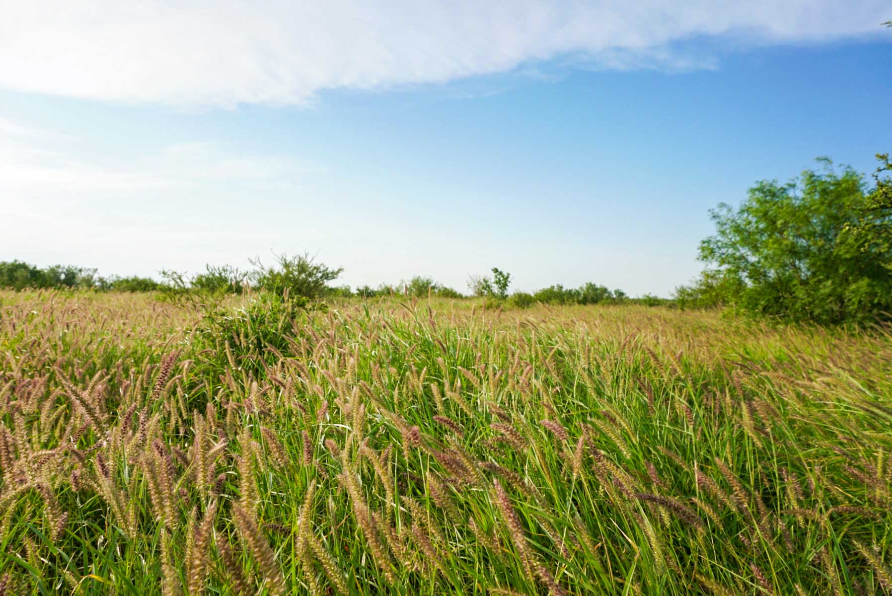 Mi Cancion Ranch property picture 31 of 49