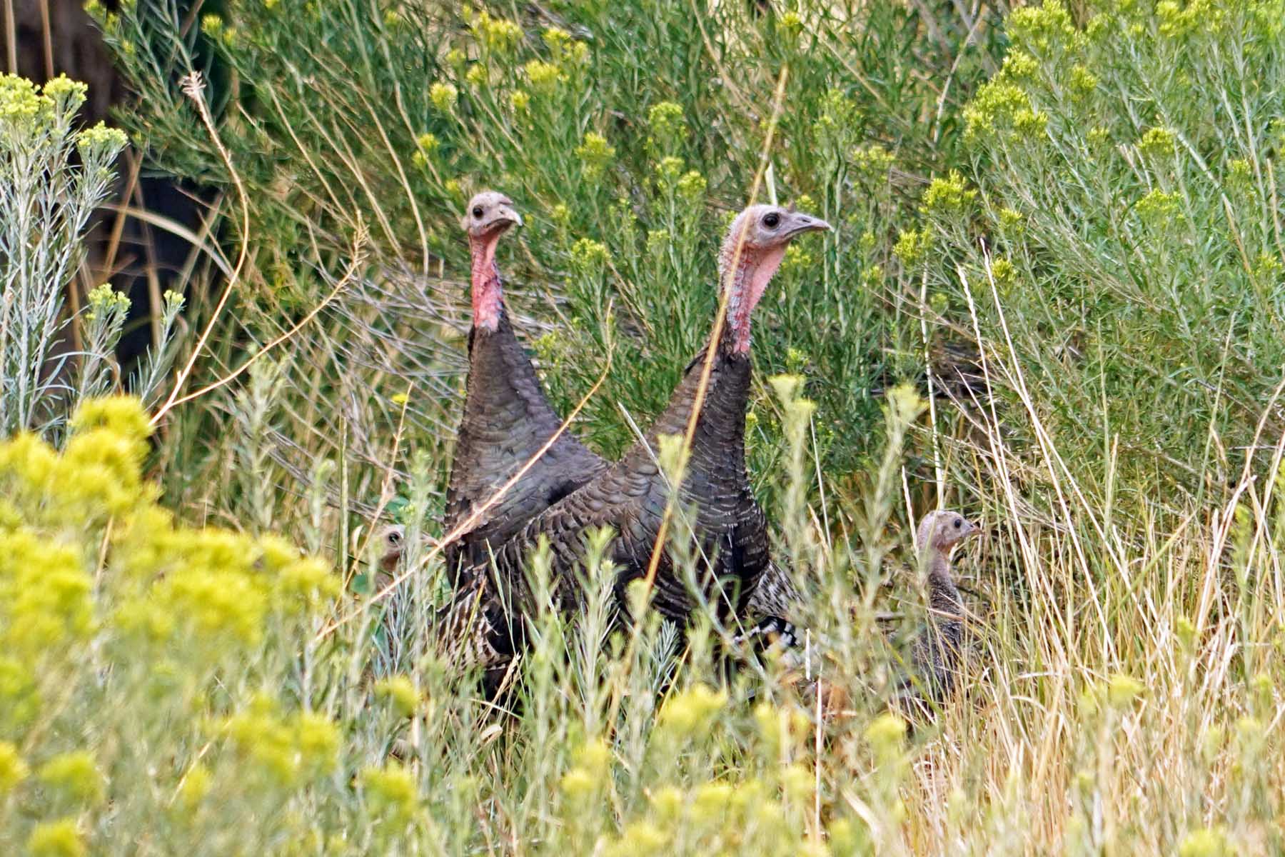 Seven Lakes Ranch property picture 93 of 98