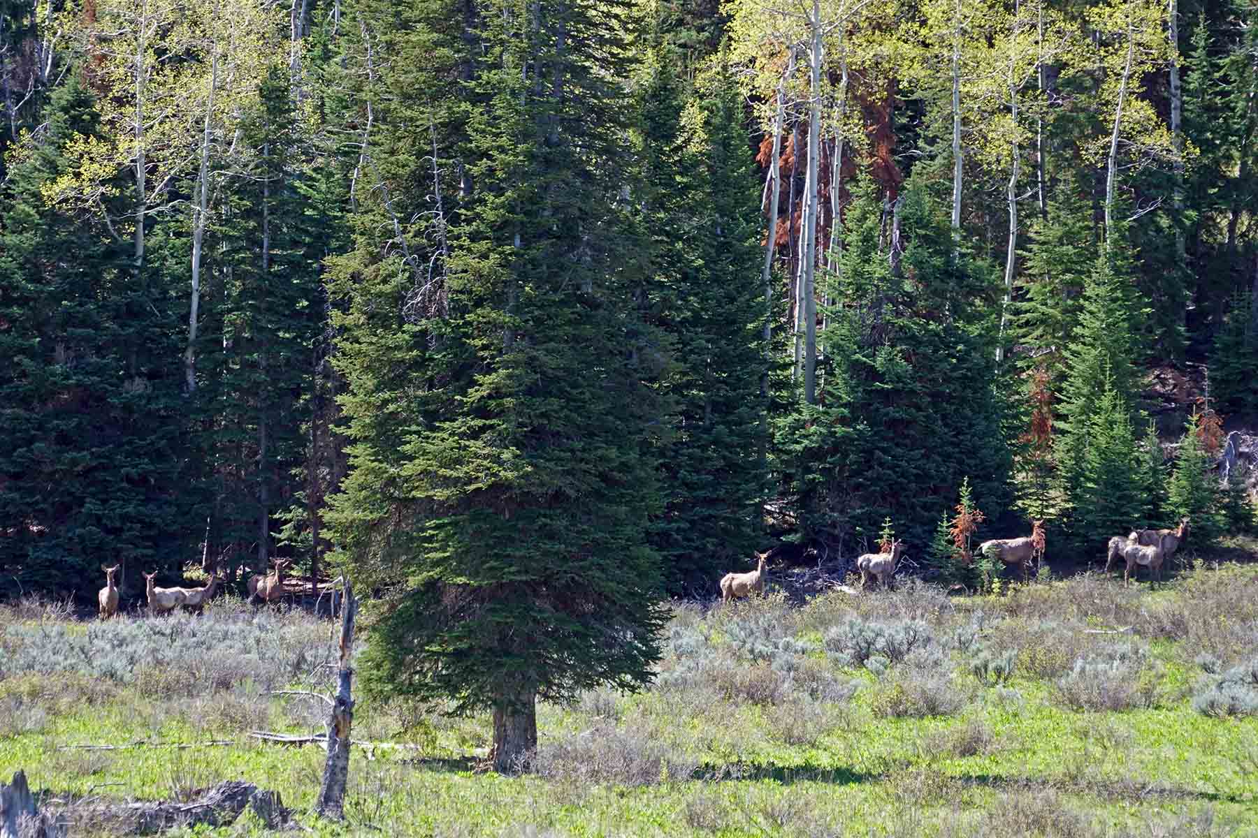 Seven Lakes Ranch Sold Colorado Hall and Hall