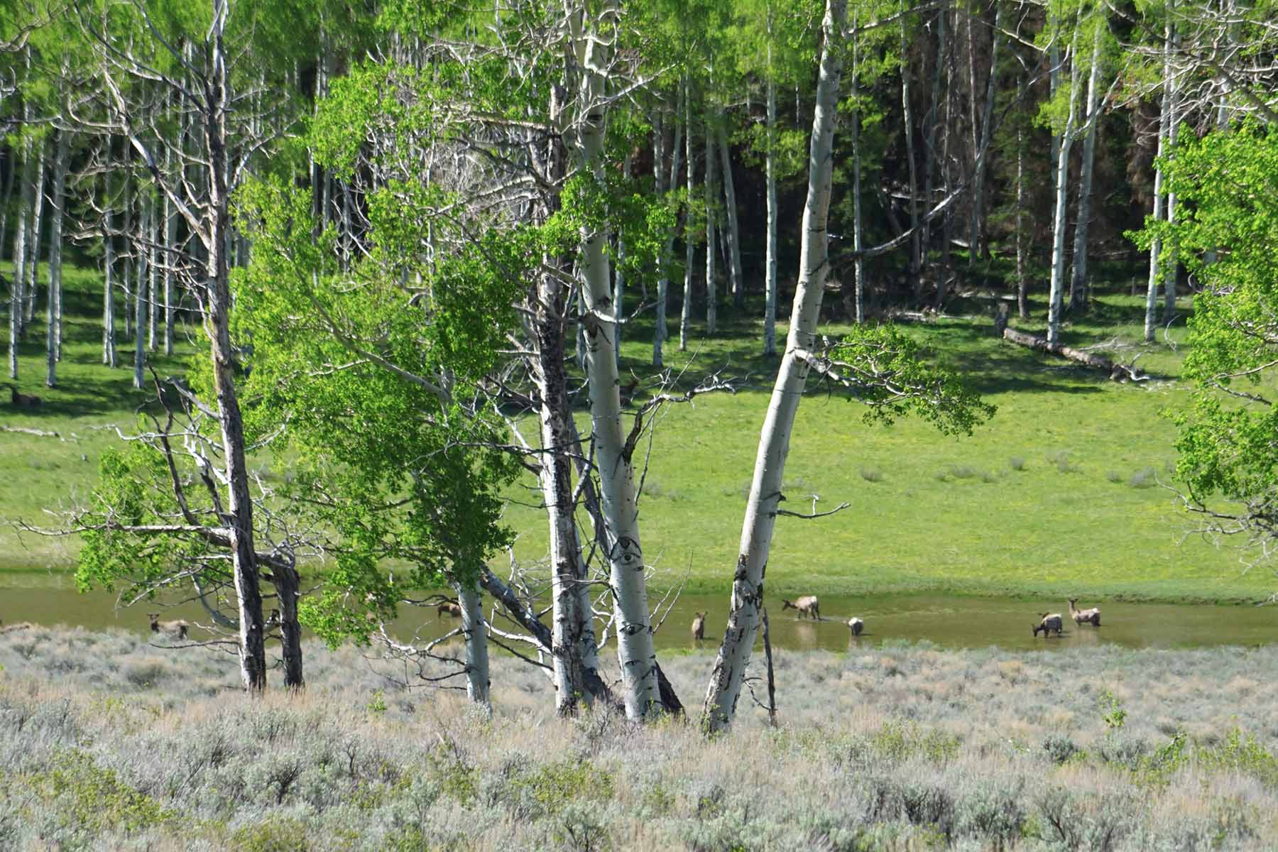 Seven Lakes Ranch property picture 81 of 98