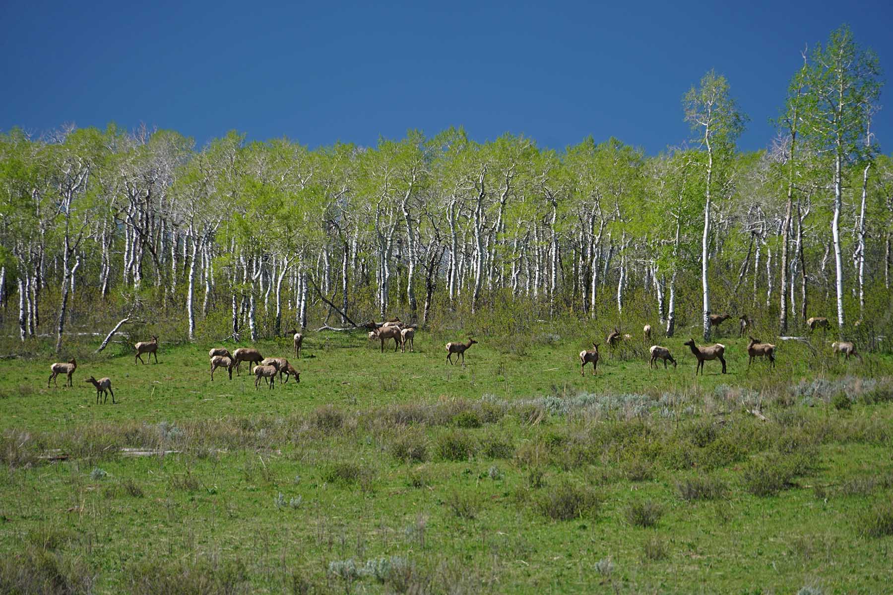 Seven Lakes Ranch property picture 76 of 98