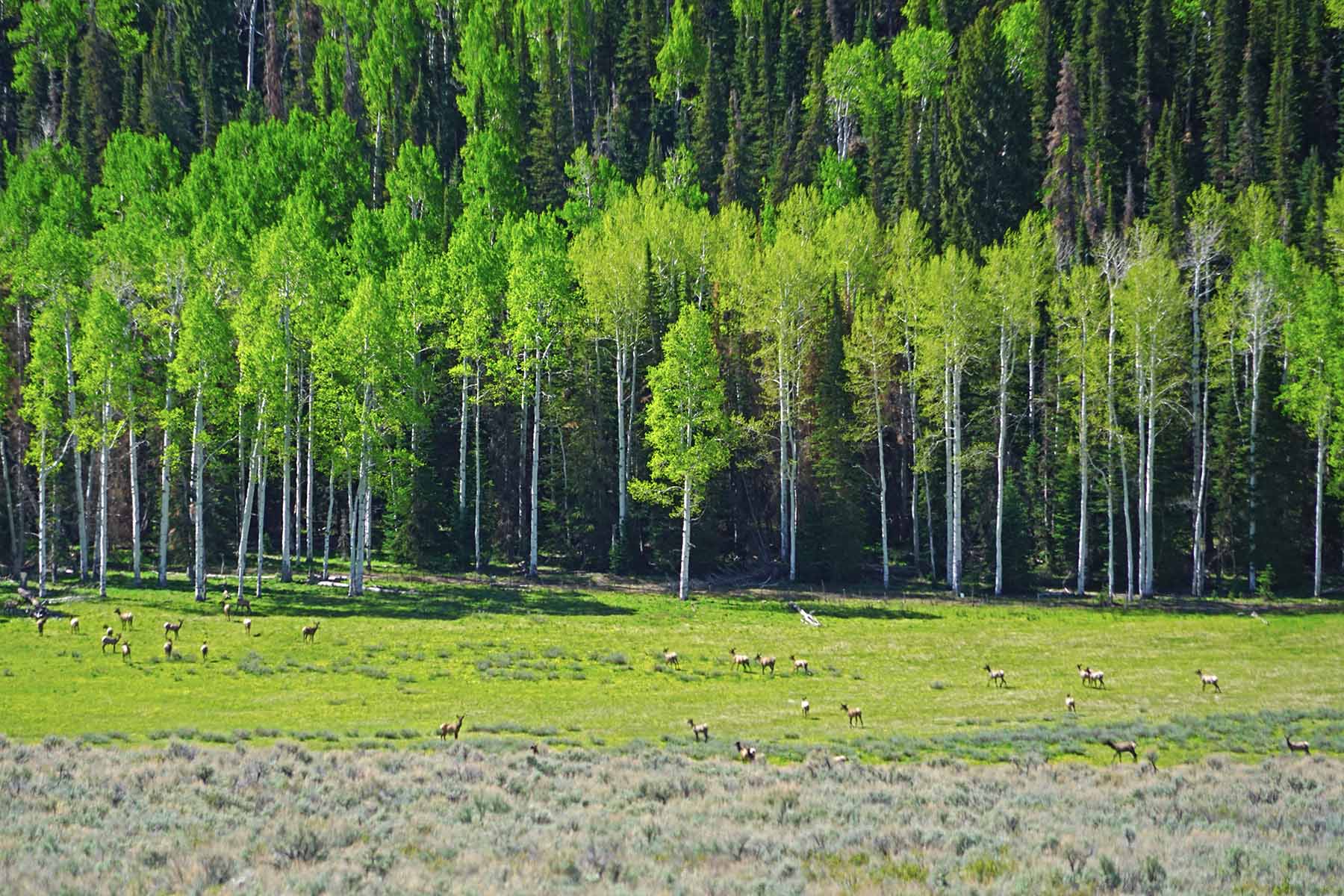 Seven Lakes Ranch property picture 71 of 98