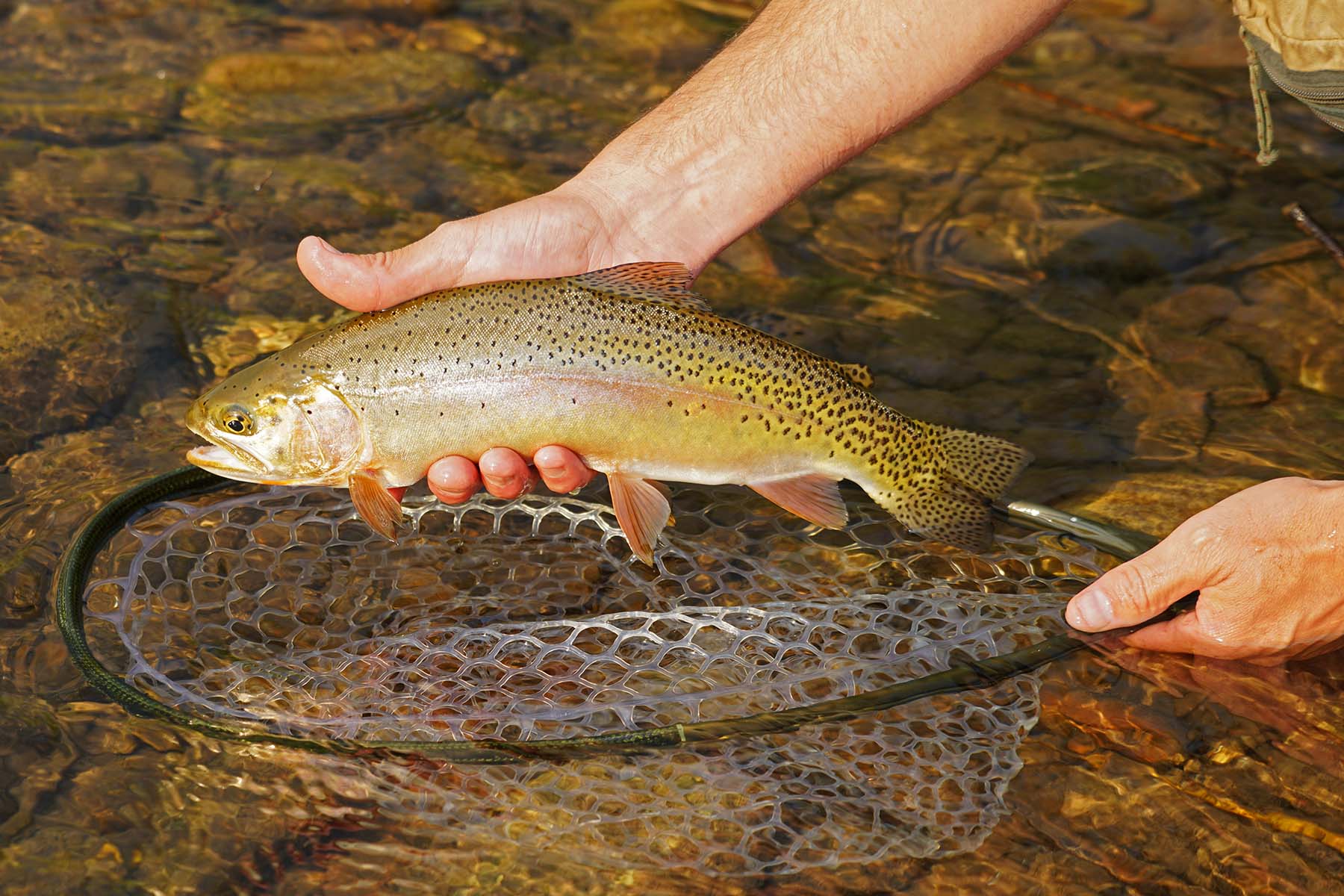 Seven Lakes Ranch property picture 96 of 98
