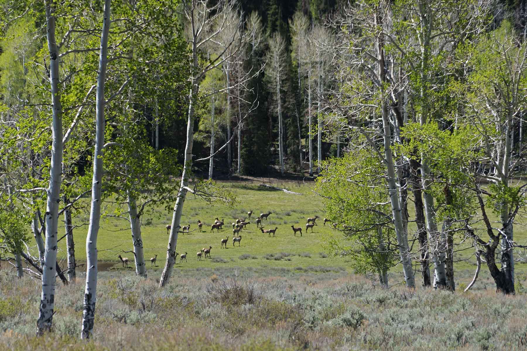 Seven Lakes Ranch property picture 24 of 98